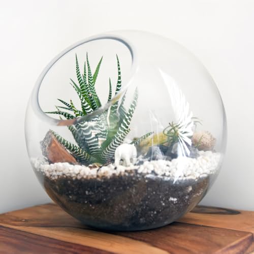 POPETPOP Plant Terrarium Glass Air Plant Holder: 3Pcs Tabletop Succulent Air Plant Planter Glass Succulent Planter Air Plant Vase for Succulent Cactus Plant, 12.00X12.00X12.00CM