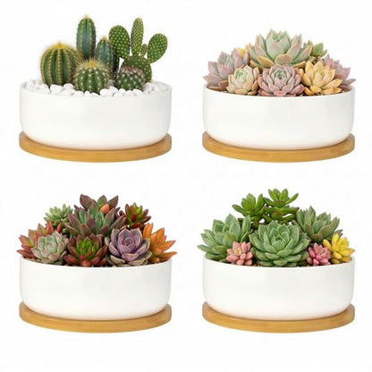 ZOUTOG Succulent Pots,6 Inch Succulent Planters with Drainage and Tray,White Ceramic Planters for Indoor Plants,Round Flower Plant Pots,Pack of 4 - color: 4 Pack