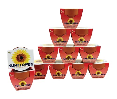 BUZZY Seeds Sunflower Grow Kit 12-Pack - Mini Terracotta Pot Grow Set - Complete Indoor/Outdoor Gardening Kit with Seeds, Coconut Husk Growing Medium & Genuine Pots - 100% Grow Guarantee - color: Sunflower