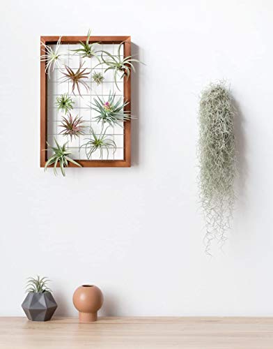 Mkono Double Layer Wall Hanging Glass Planter and Air Plant Frame Hanging, Modern Novel Flower Bulb Vase Plant Terrarium with Retro Wooden Stand, Plants Home Garden Office Decor(Plant Not Included)