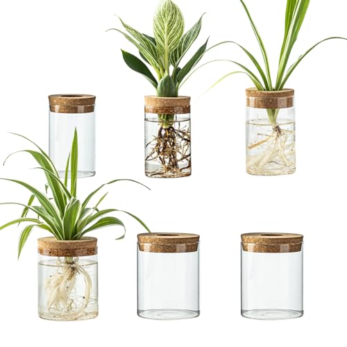 Glass Plant Propagation Station Set – Water Planting Glass Vase for Herb Cuttings,Succulent Water Rooting–Desktop Planter Jars for Home,Office,Living Room,Bedroom Decor(6PCS)