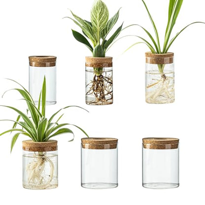 Glass Plant Propagation Station Set – Water Planting Glass Vase for Herb Cuttings,Succulent Water Rooting–Desktop Planter Jars for Home,Office,Living Room,Bedroom Decor(6PCS)