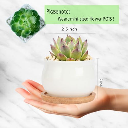 SHECIPIN 2 Pack Succulent Pots, 2.5 Inch Mini Ceramic Pots for Flower or Cactus Plants with Drainage Hole,Plants Not Included (White) - color: 2 Pack White Mini Pots