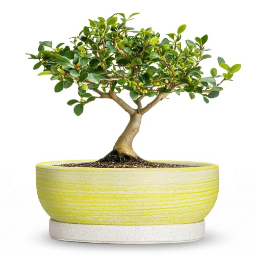 Bonsai Pots, 6 Inch Ceramic Succulent Pots with Tray, Brushed Yellow - color: Brushed Yellow, size: 6 Inch