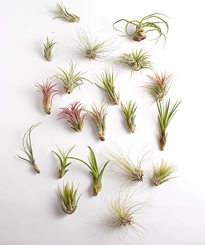 Shop Succulents | Assorted Collection | Variety of Species, Tropical House Plant for Home Décor, DIY Terrariums, 75-Pack - size: 75-Pack