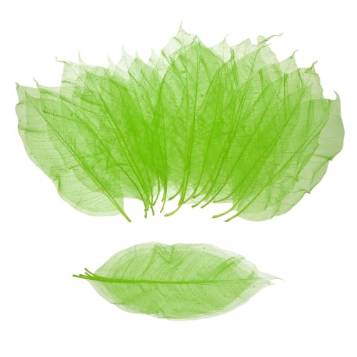 MECCANIXITY 100Pcs Skeleton Rubber Tree Real Leaves 5.9-7.1" Green | Natural Scrapbook, for Resin DIY Craft Card Wedding Bouquets Seasonal Gift Home Decoration - color: Green, size: 5.9-7.1 Inch