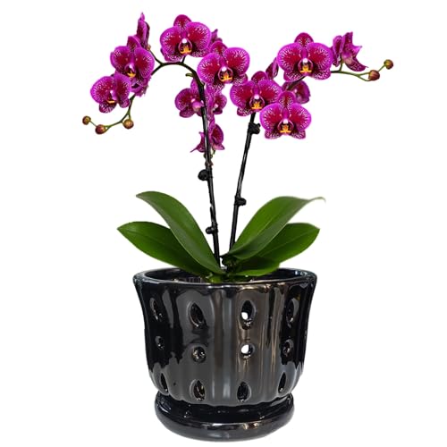 Ceramic Orchid Pot With Attached Saucer and Drainage Hole 6'' (Black) | Orchid Pots for Repotting, Breathable Orchids Pots for Indoor and Outdoor - color: Black