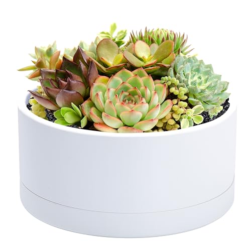 D'vine Dev 8 in Shallow Round Succulent Planter, White, 76-Z-A-1 | Wide Bowl Design, Thick-Walled Durable Construction, Enhanced Drainage, Detachable Saucer, Ideal for Succulent Arrangements - color: White, size: 8 Inch