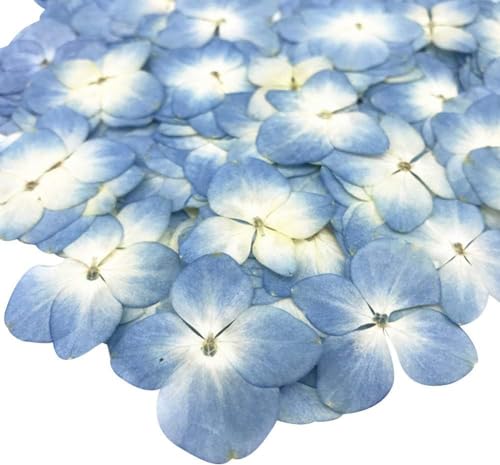 12Pcs Blue Preserved Dried Flowers Plant,Wide Applications Dried Pressed Flowers and Leaves, Dried Flower Plant Specimen Epoxy Resin Phone Decor DIY Accessory Paper and Paper Crafts