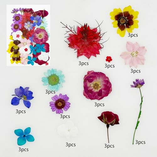 Cayway 36 PCS Dried Pressed Flowers for Resin, Mixed Color Real Pressed Flowers Dry Leaves Kit Natural Dried Pressed Leaves for Art Crafts Resin Scrapbook Supplies Soap Candle DIY - color: Purplish-red-36