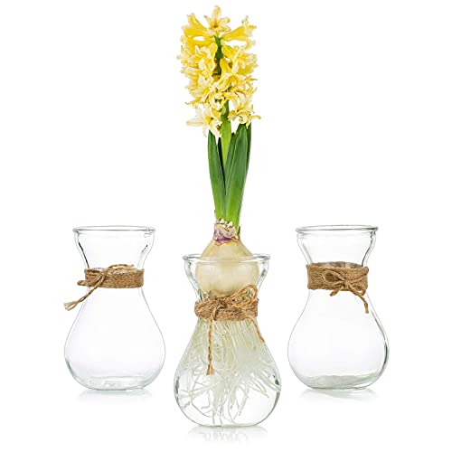 Glasseam Hyacinth Bulb Forcing Vases Set of 3, Small Glass Vase for Flowers - size: 3pcs