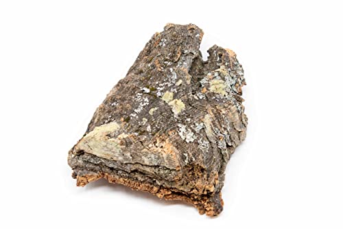 Medium Natural Cork Bark DIY Kit with Mini Xerographica Air Plants, Glue and Hook - Live Tillandsia Succulent House Plant - Wholesale and Bulk - Home and Garden Decor - Easy Care Indoor Outdoor Plants - size: Kit+Xerographica