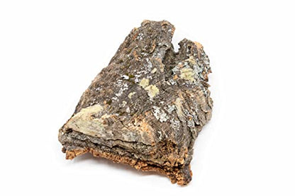 Medium Natural Cork Bark DIY Kit with Mini Xerographica Air Plants, Glue and Hook - Live Tillandsia Succulent House Plant - Wholesale and Bulk - Home and Garden Decor - Easy Care Indoor Outdoor Plants - size: Kit+Xerographica
