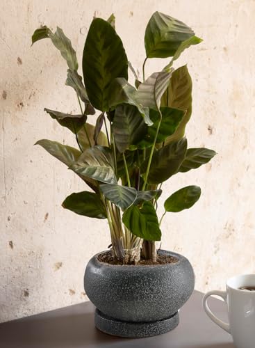 Serene Spaces Living Kuro Ceramic Low Planter with Saucer – Modern Textured Pot for Succulents, Cactus & Indoor Décor, Mini Black Planter, 5" Diameter & 2.9" Tall, Pack of 4 - size: Pack of 4