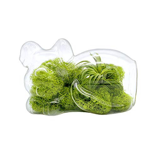 5.75" Puppy Dog Shaped Glass Terrarium Kit with Live Tillandsia Air Plant and Bright Colored Reindeer Moss (Light Green) - color: Light Green