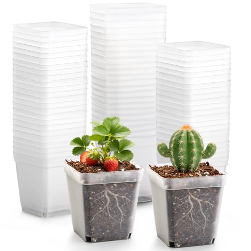 RooTrimmer 2.7 Inch Square Nursery Pots, 60 Packs Clear Seedling Pots with Drainage Holes, Reusable Propagation Pots Small Plant Container for Indoor Outdoor Gardening - color: Clear Pot+domes, size: 2.7" 60P