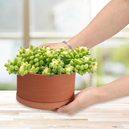 JUXYES 6 Inch Shallow Terracotta Pots with Holes and Saucers for Succulents | Built-in Drainage Hole, Wide Shallow Planter Clay Flower Pots for Indoor & Outdoor, Planter for Succulent, Cacti, Bonsai - size: 6 Inches