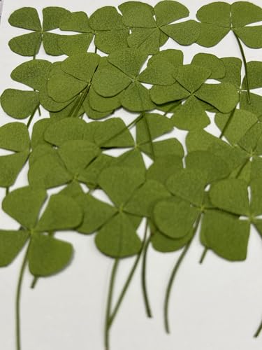 24 pcs Mini Four Leaf Clover Real Pressed Dried Flowers for Resin DIY Craft Art Floral Decors - color: Four Leaf Clover(24pcs/Pack)