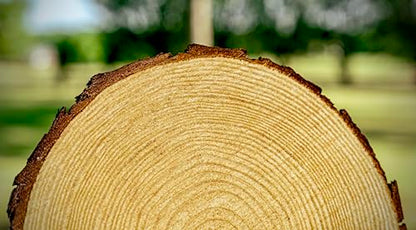 Set of (10) Medium 9-11" Wood Slices for Centerpieces! Wedding and Baby Shower centerpieces (Set of 10 Medium (9-11")) - size: Set of 10 Medium (9-11")