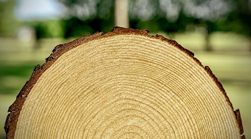 Set of (10) 8-9 inch Wood Slices for centerpieces, Arts and Crafts, and Rustic Home Decor! Wood Slice centerpieces, Wood Rounds, Tree Slices (Small 8-9 inch) - size: Set of 10 Small (8-9")