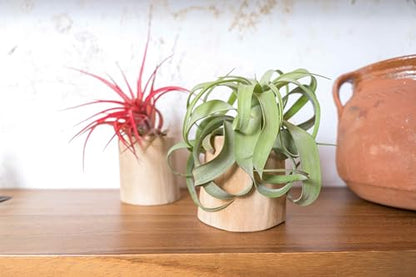 Air Plant Shop Driftwood Container with Custom Air Plant - Succulents - Live Tillandsia - Easy Care Indoor and Outdoor House Plants (Bulbosa Belize) - style: Bulbosa Belize