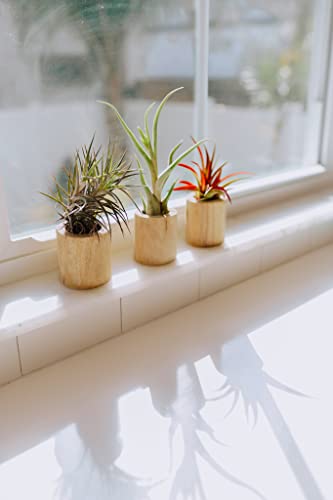 Air Plant Shop Driftwood Container with Custom Air Plant - Succulents - Live Tillandsia - Easy Care Indoor and Outdoor House Plants (Bulbosa Belize) - style: Bulbosa Belize