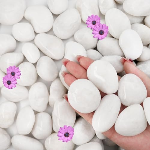 NUPICK 3lb White River Rocks for Plants Indoor, Pebbles for Landscaping | 1-2Inch Decorative Gravel for Fish Tank, Natural Polished Stones for Succulent, Bonsai, Vases Fillers, Bird Baths - color: White, size: 1-2"-3lb