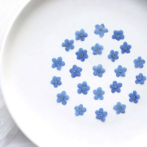 Leadigol Blue Forget Me Not Flowers,Don't Forget Me Dried Flower,Natural Real Dried Pressed Flowers, for Scrapbooking Art Crafts,Jewelry Soap Making,Nails Art Flowers Decorations