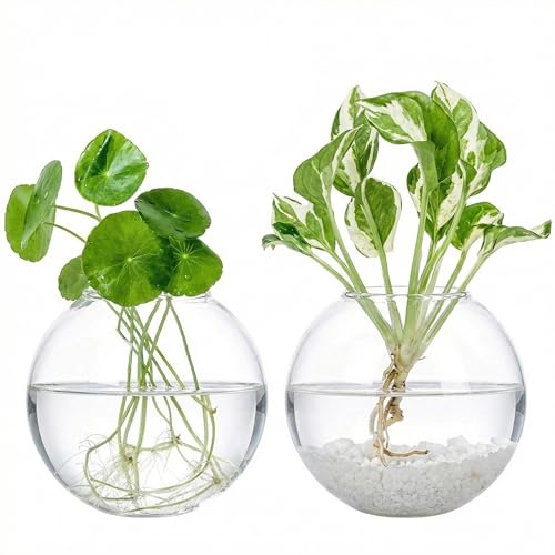 Kingbuy 2 Pack Oblate Wall Hanging Glass Planter for Hydroponic Plants | Borosilicate glass vases; brush included; for pothos/air plants; ideal for living room/office/bathroom decor; great gift - color: Clear, size: 2 Pack