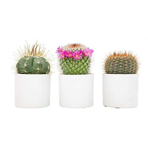 Cactus Plants Live in White Planter Pots (3 PK), Live Cactus in Cactus Soil Potting Mix, Mini Cactus Succulents Plants Live Cacti, Cactus Live Succulents in Succulent Cactus Pot by Plants for Pets