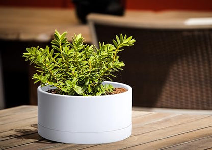 D'vine Dev 8 in Shallow Round Succulent Planter, White, 76-Z-A-1 | Wide Bowl Design, Thick-Walled Durable Construction, Enhanced Drainage, Detachable Saucer, Ideal for Succulent Arrangements - color: White, size: 8 Inch