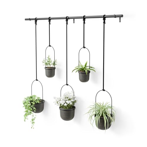 Umbra Triflora Hanging Planter, Window Herb Garden, Set of 5, Black/Black - color: Black/Black, size: Set of 5, style: Modern