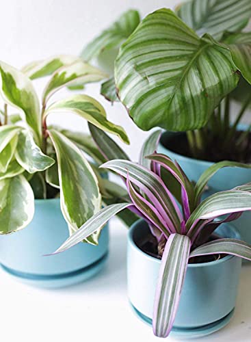 LE TAUCI Ceramic Plant Pots, 4.3+5.3+6.8 inch, Set of 3, Planters with Drainage Hole and Saucer, Indoor Flower Pot with Hole Mesh Pad, Gifts for Mom, Aqua - color: Aqua