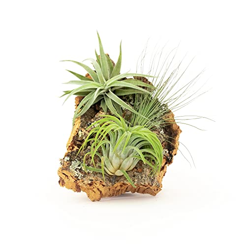 Small Natural Cork Bark DIY Kit with Three Assorted Air Plants, Glue and Hook- Live Tillandsia Succulent House Plant - Wholesale and Bulk- Home and Garden Decor-Easy Care Indoor and Outdoor Plants - size: Kit+3 Air Plants
