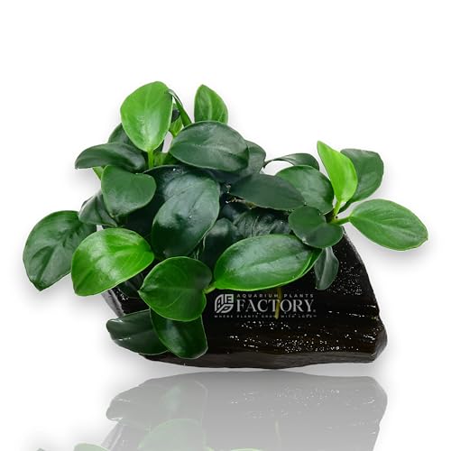 Anubias Petite On Driftwood | Aquarium Plants Factory