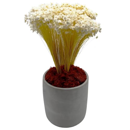 Bergamo Art 95g Preserved Reindeer Moss in Red - color: Red