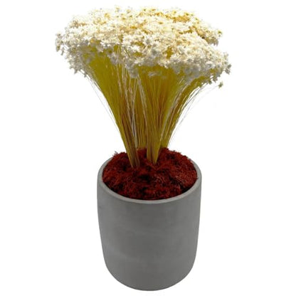 Bergamo Art 95g Preserved Reindeer Moss in Red - color: Red