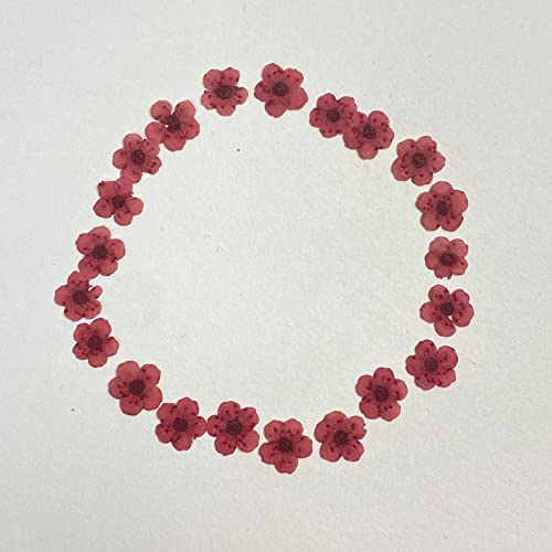 YUNZHI Pressed Flower for Resin Small Plum Blossom Narcissus, Dried Flower, Real Flower, Nail Flower Material, Glue Drop, Mobile Phone case, Hand Made 100pcs/pack (Red) - color: Red
