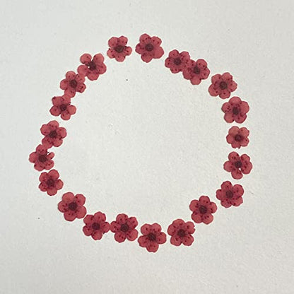 YUNZHI Pressed Flower for Resin Small Plum Blossom Narcissus, Dried Flower, Real Flower, Nail Flower Material, Glue Drop, Mobile Phone case, Hand Made 100pcs/pack (Red) - color: Red