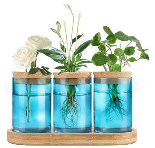 Dahey Plant Propagation Stations, Glass Vases with Wooden Stand & Lid, Blue - color: Blue, Clear, size: Medium