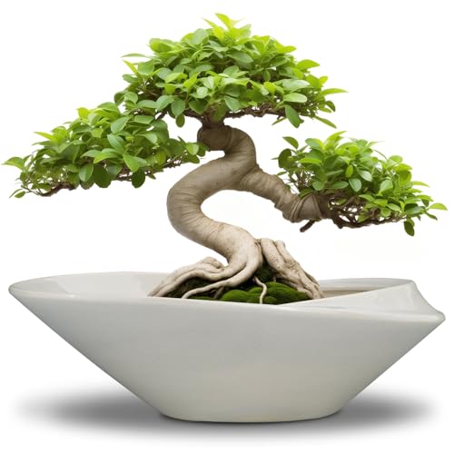 Bonsai Planter Pot - 12 Inch Ceramic Plant Pot for Indoor Plants Outdoor Decorative Flower Pot Succulent Planter with Drainage Hole Gray - color: Gray, size: 12 Inch