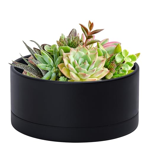 D'vine Dev 10 in Shallow Round Succulent Planter, Black, 76-Z-B-2 | Wide Bowl Design, Thick-Walled Durable Construction, Enhanced Drainage, Detachable Saucer, Ideal for Succulent Arrangements - color: Black, size: 10 Inch