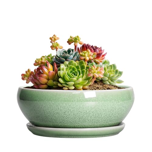 SQOWL Succulent Pots 6 Inch - Ceramic Bonsai Planter for Indoor Plants Outdoor, Shallow Planter with Drainage Hole and Tray, Round Planters for Cactus Flower, Office Decor, Gardening Gifts, Green - color: Green, size: 6 Inch