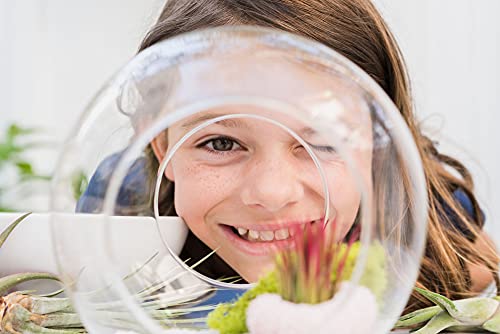 Large Hand-Blown Glass Terrarium Kit with 3 Ionantha Air Plants - Live Tillandsia Succulent House Plant - Wholesale and Bulk - Home and Garden Decor - Easy Care Indoor and Outdoor Plants