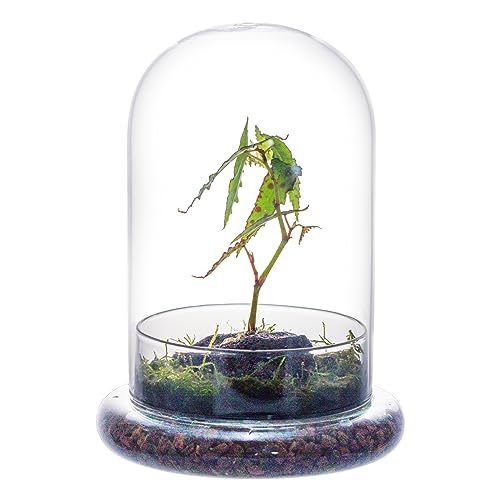 NCYP Glass Cloche Dome with Air Hole and Base, 5.9 x 5.9 x 8.2 Inches - size: 5.9x5.9x8.2inches