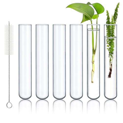 6pcs 100ml Large Glass Test Tube, 30x200mm Propagation Tube for Plant | 3.3 Borosilicate Clear Big Glass Test Tube Vase for Scientific Experiments Party Office Desktop Flower Decoration Wedding - size: 30 x 200