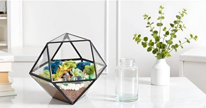 Creations by Nathalie DIY Geometric Terrarium Kit with Live Plant and Moss - color: Dodecahedron Black Frame
