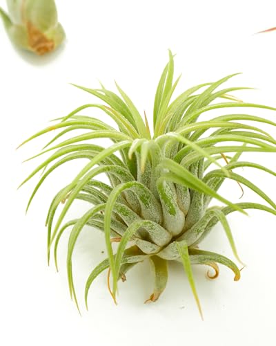 Shop Succulents | Assorted Collection of Live Air Plants, Hand Selected Variety Pack of Air Succulents | Collection of 8 - size: 8 Pack, style: Assorted Collection