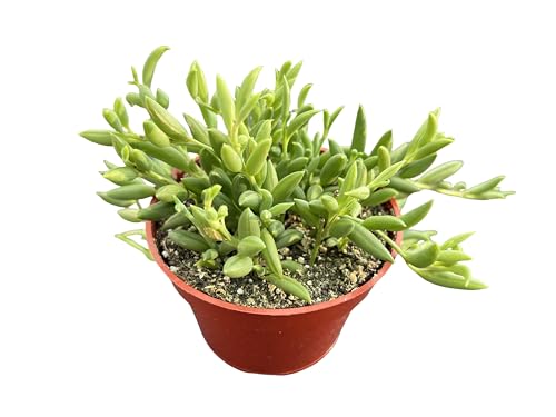 String of Bananas, Live Trailing Succulent Fully Rooted in 4" Pots with Soil Mix, Rare House Plant for Home Office Wedding Hanging Decoration, DIY Projects, Party Favor - color: String of Bananas