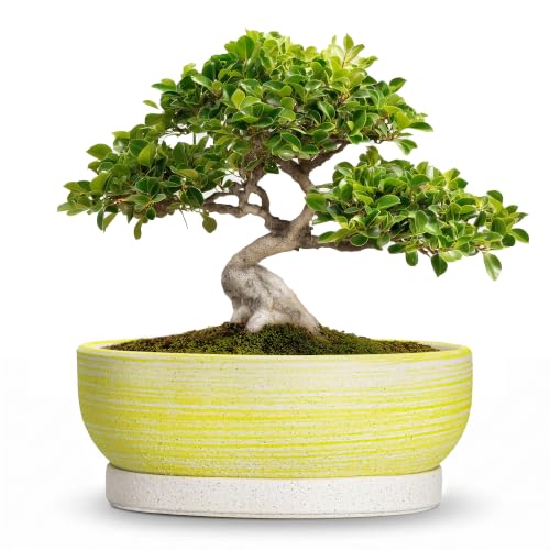 10 Inch Ceramic Bonsai Planter with Saucer, Brushed Yellow - color: Brushed Yellow, size: 10 Inch